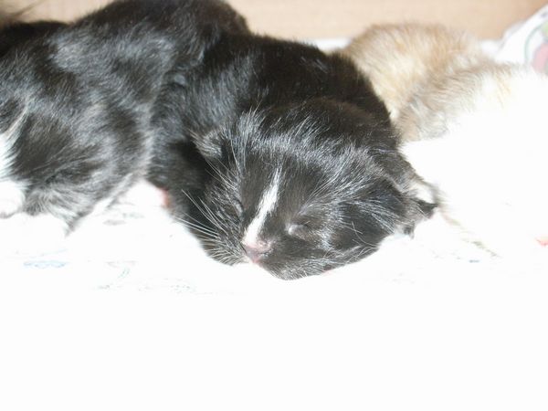 Undercover-Coon´s Electra Bild 4