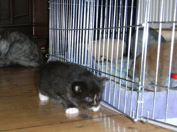 Undercover-Coon´s Electra Bild 18