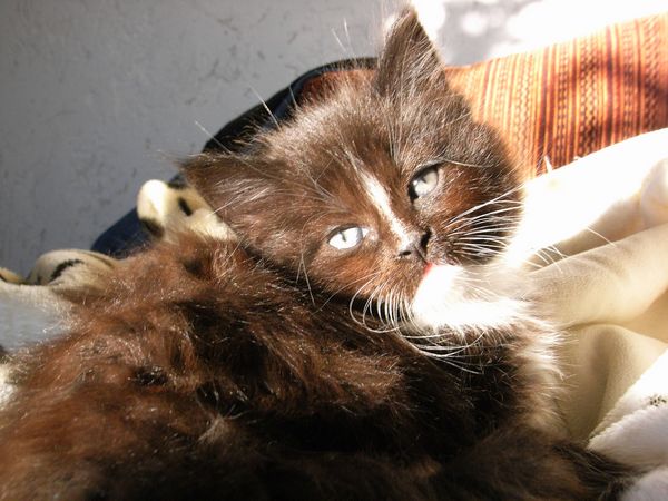 Undercover-Coon´s Electra Bild 30