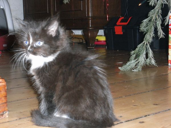 Undercover-Coon´s Electra Bild 37