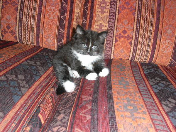 Undercover-Coon´s Electra Bild 42