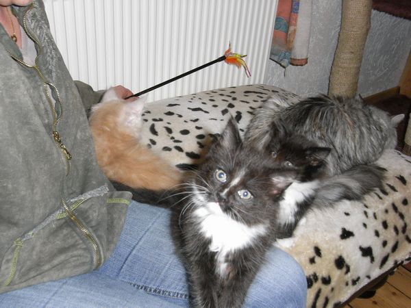 Undercover-Coon´s Electra Bild 49