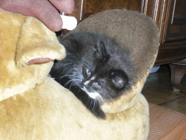 Undercover-Coon´s Electra Bild 52