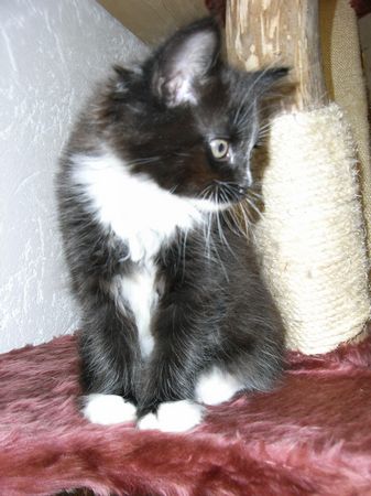 Undercover-Coon´s Electra Bild 55