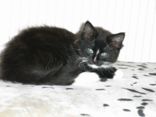 Undercover-Coon´s Electra Bild 79