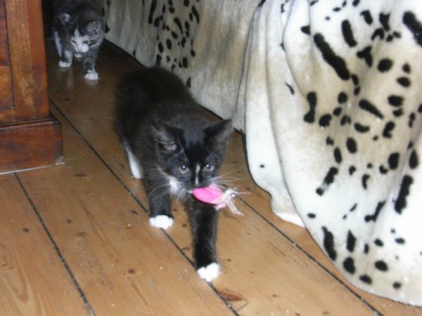 Undercover-Coon´s Electra Bild 89
