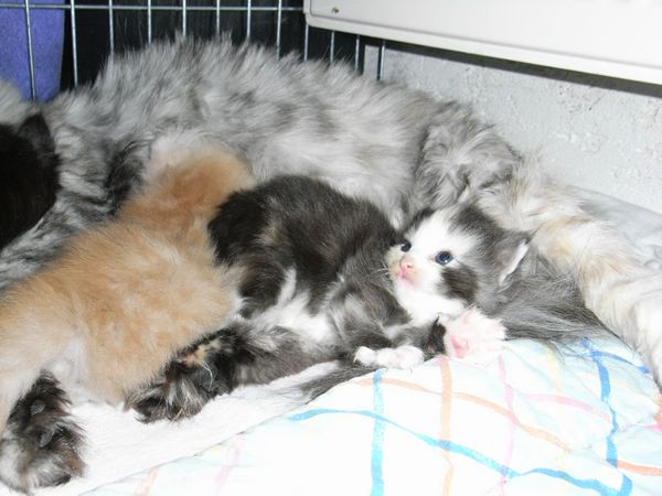 Undercover-Coon´s Emma Bild 13