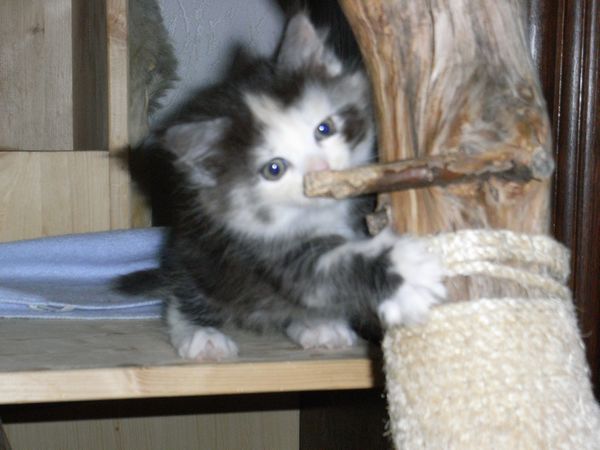 Undercover-Coon´s Emma Bild 38