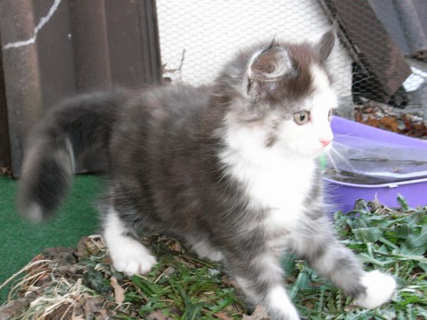 Undercover-Coon´s Emma Bild 50