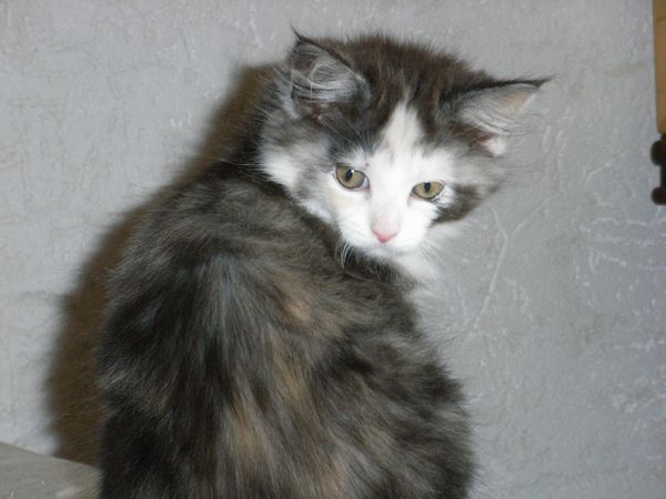 Undercover-Coon´s Emma Bild 58