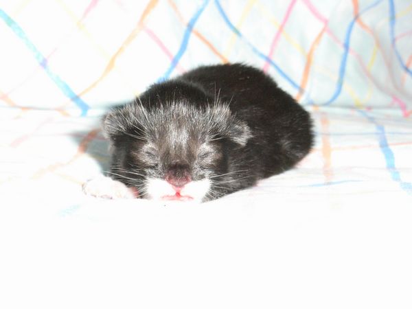 Undercover-Coon´s Evita Bild 2
