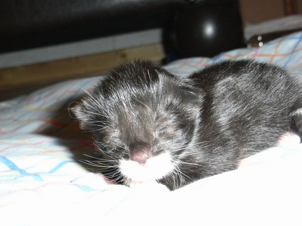 Undercover-Coon´s Evita Bild 4
