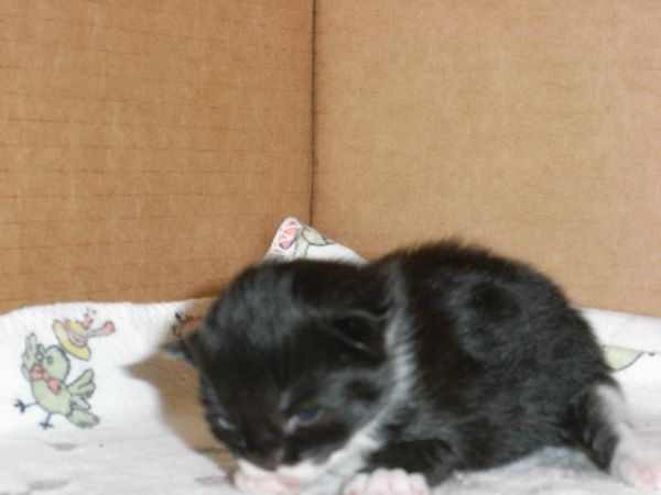 Undercover-Coon´s Evita Bild 5