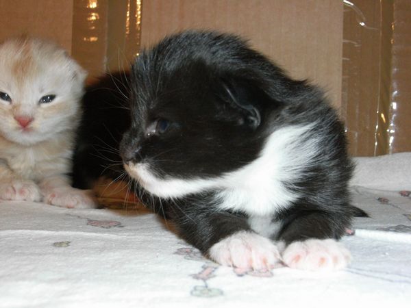 Undercover-Coon´s Evita Bild 6