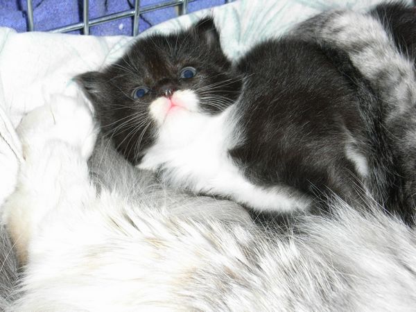 Undercover-Coon´s Evita Bild 11