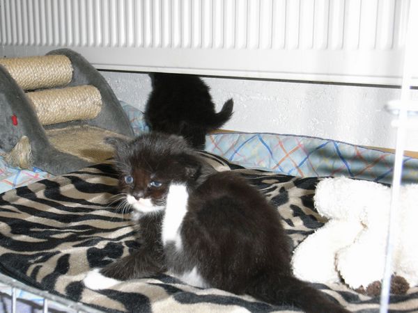 Undercover-Coon´s Evita Bild 16