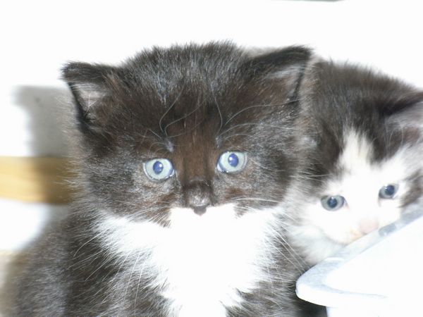 Undercover-Coon´s Evita Bild 21