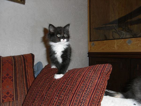 Undercover-Coon´s Evita Bild 46