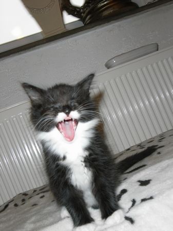 Undercover-Coon´s Evita Bild 49