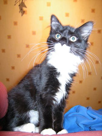 Undercover-Coon´s Tess (Evita) Bild 15