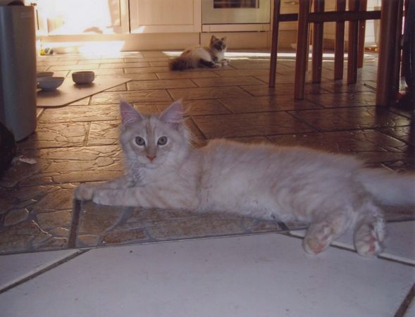 Undercover-Coon´s Timmi (Eddie) Bild 24