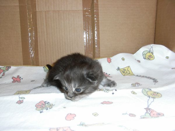 Undercover-Coon´s Flo Bild 12