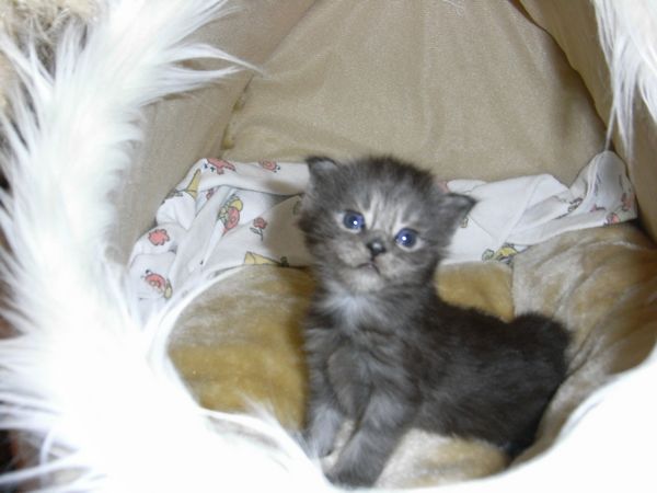 Undercover-Coon´s Flo Bild 20