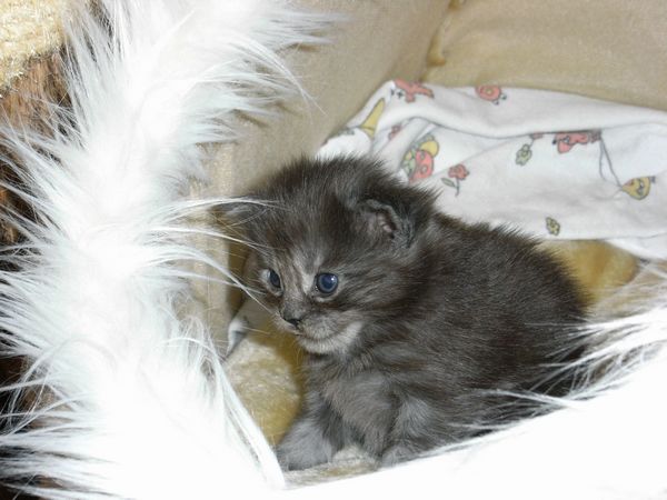 Undercover-Coon´s Flo Bild 26