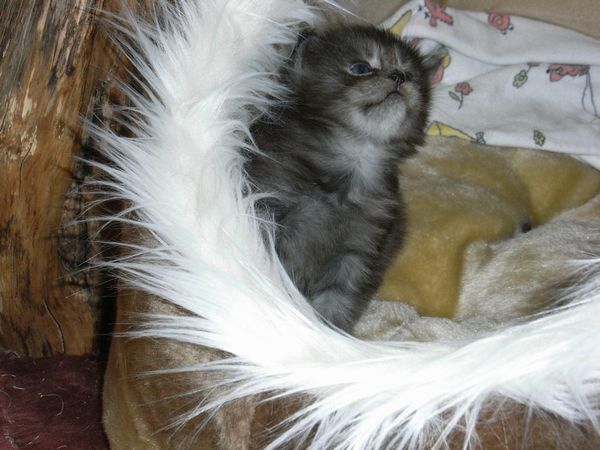 Undercover-Coon´s Flo Bild 28
