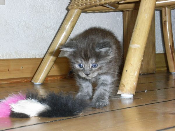 Undercover-Coon´s Flo Bild 60