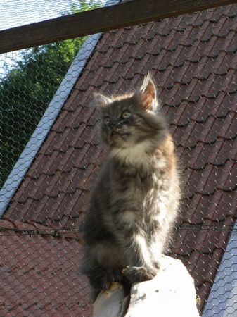 Undercover-Coon´s Flo Bild 97