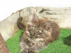 Undercover-Coon´s Flo Bild 98
