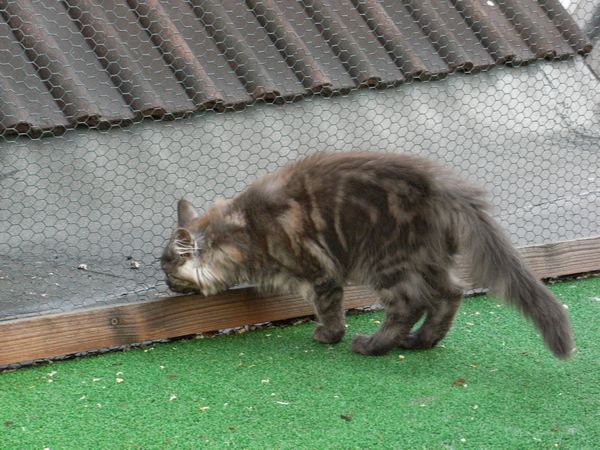 Undercover-Coon´s Flo Bild 102