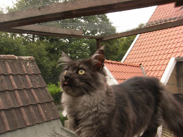 Undercover-Coon´s Flo Bild 210
