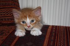 Garfield