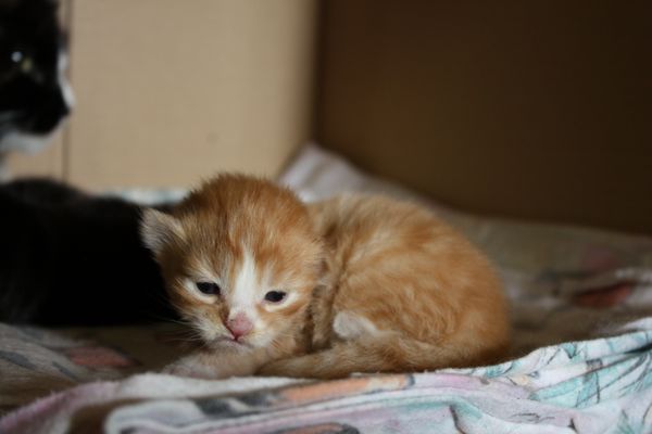 Undercover-Coon´s Garfield Bild 5