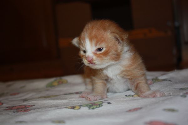 Undercover-Coon´s Garfield Bild 10