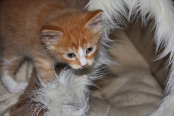 Undercover-Coon´s Garfield Bild 31