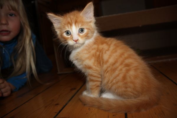 Undercover-Coon´s Garfield Bild 32