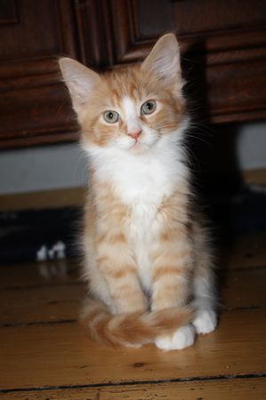 Undercover-Coon´s Garfield Bild 46