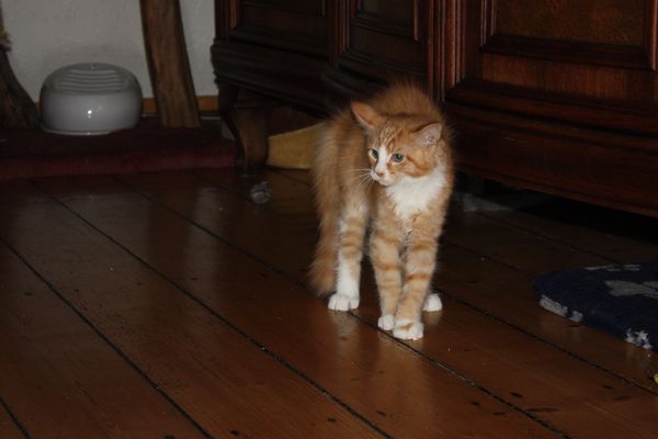 Undercover-Coon´s Garfield Bild 56