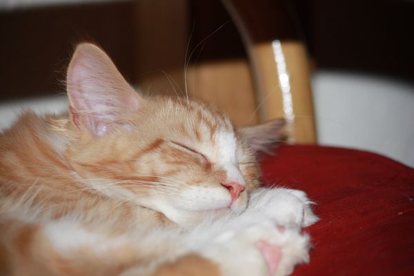 Undercover-Coon´s Garfield Bild 65