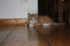 Garfield am 18.01.2011 Bild 50