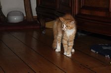 Garfield am 21.01.2011 Bild 56