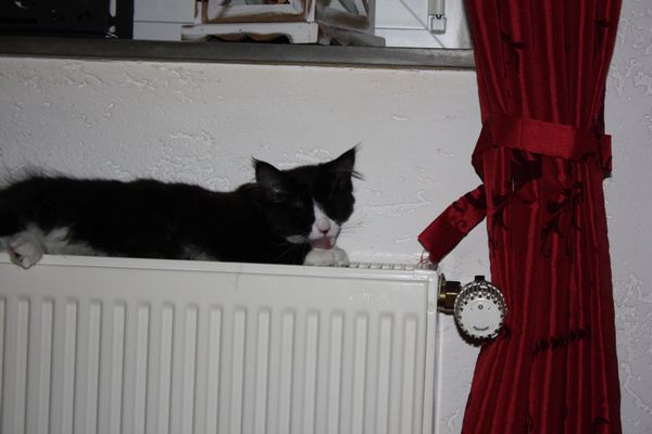 Undercover-Coon´s Ginger Bild 54