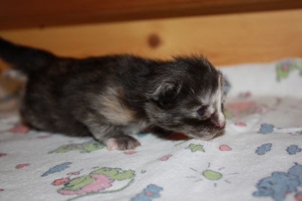 Undercover-Coon´s Girly Bild 3
