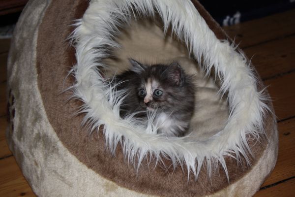 Undercover-Coon´s Girly Bild 27