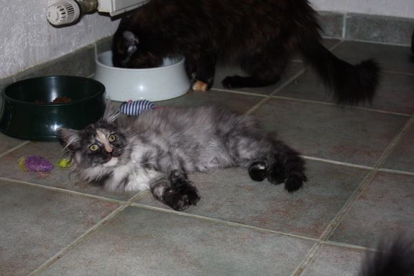 Undercover-Coon´s Girly Bild 87