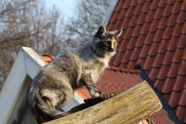 Undercover-Coon´s Girly Bild 92