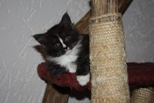 Gladys